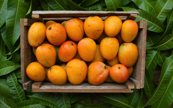 Alphonso Mangoes