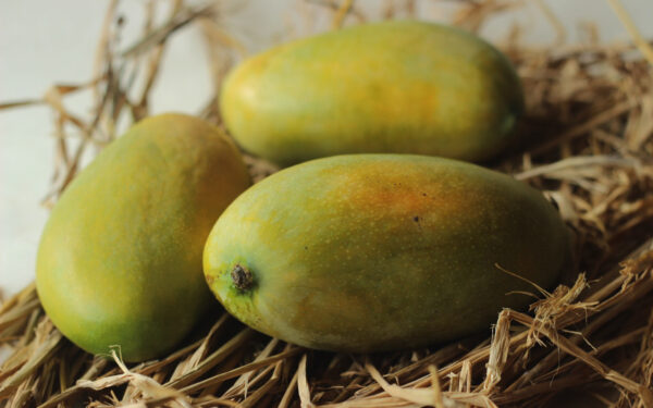 Kesar Mangoes (12pcs)