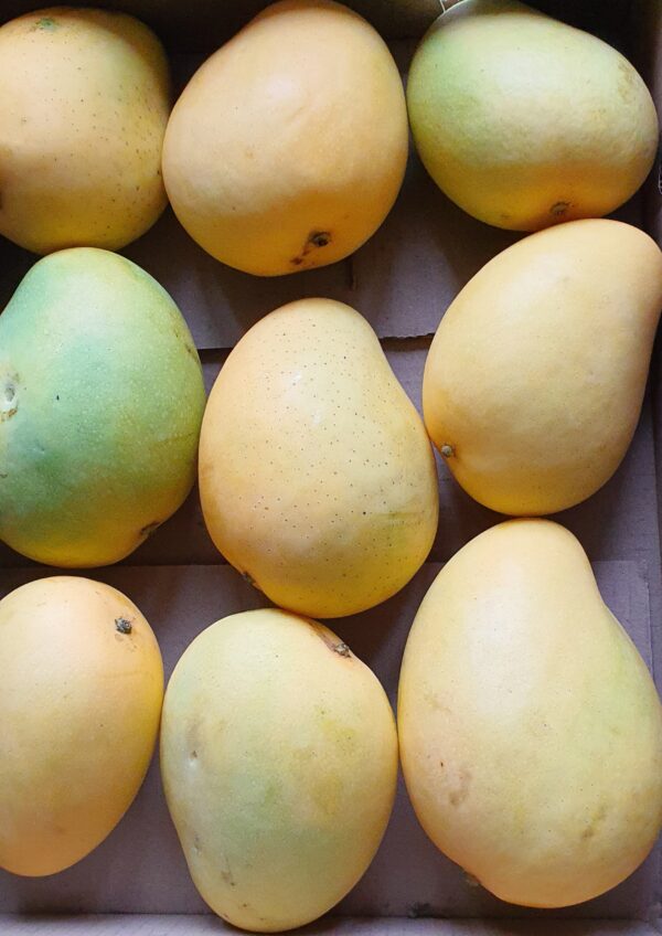 Bangainpalli Mango (approx 3kg) - Image 2