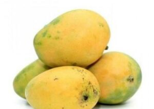 Bangainpalli Mango (approx 3kg)