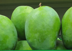Rajapuri Raw Mangos (1kg)