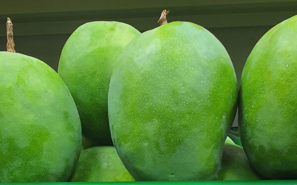 Rajapuri Raw Mangos (1kg)