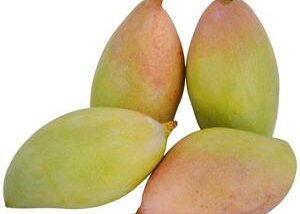 Totapuri Raw Mangos (1kg)